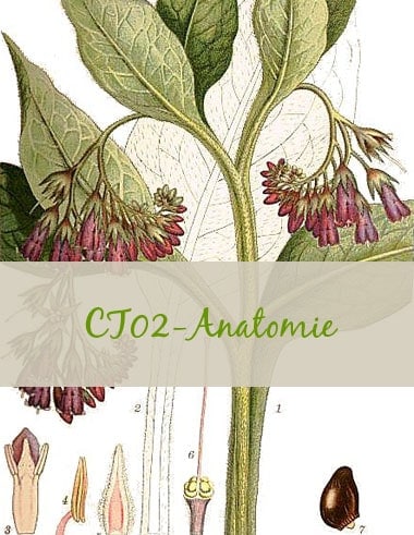 03-CT02-Anatomie