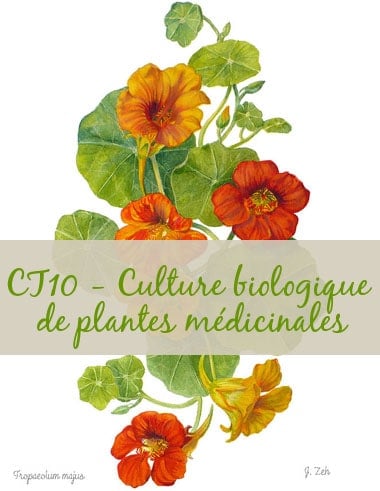 12-CT10-Culture biologique de plantes médicinales