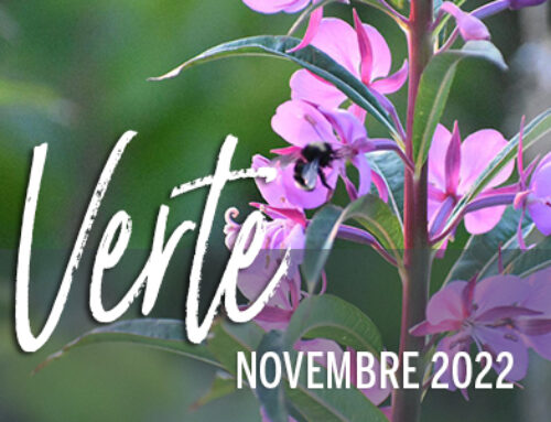 Info-Verte – Novembre 2022- Des épices pour l’automne