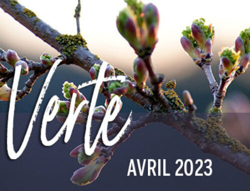 Info-Verte – Avril 2023 – Les fleurs au service de notre beauté